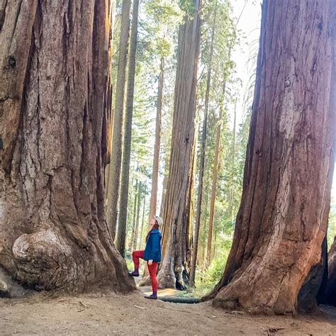 Visiting Sequoia National Park Has Never Felt So Precious