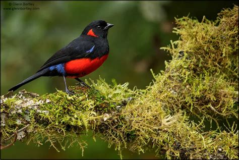 Scarlet Bellied Mountain Tanager Anisognathus Lunulatus Focusing On