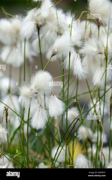 Eriophorum Angustifolium Common Cotton Grass Common Cottonsedge