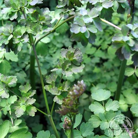 Plant Profile For Thalictrum ‘elin Elin Meadow Rue Perennial