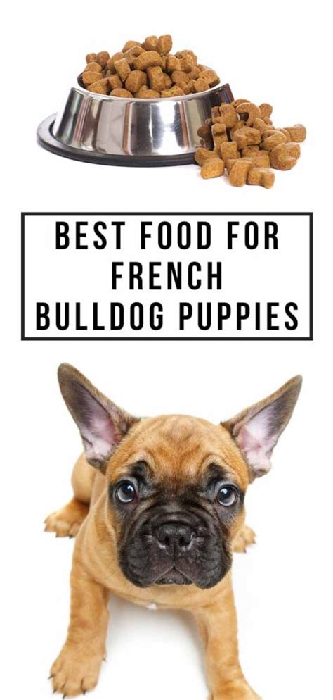 Best Food For French Bulldog Puppy Dogs Top Tips And Brand Reviews