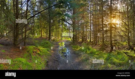 Pathway Through A Sunlit Conifer Woodland Stock Photo Alamy