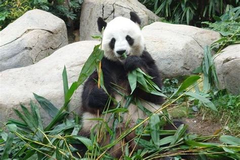 Private Day Tour Chengdu Panda Breeding Base And Sanxingdui Museum