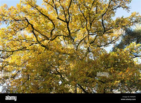 Leaf Canopy Quercus Hi Res Stock Photography And Images Alamy