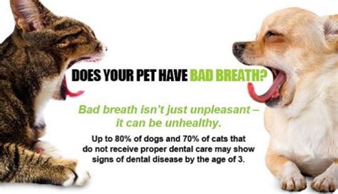Treatment of dental issues can involve radiographs and anesthesia, and even when it comes to covering your pet with dental insurance, you'll want to check with each carrier to see what they do and do not cover. The Importance of Pet Dental Care • Braxtons Animal Works