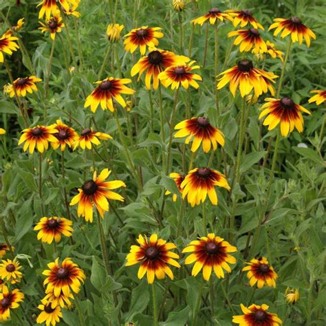 Rudbeckia Hirta Seeds Gloriosa Daisy Drought Tolerant Wildflower Seed