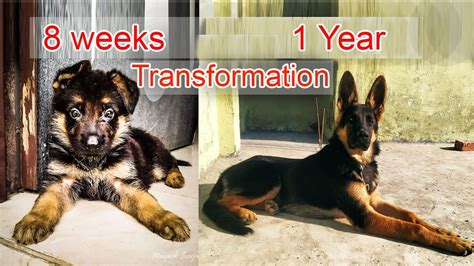 My German Shepherd Goku From Day 1 To 1 Year Growth Youtube