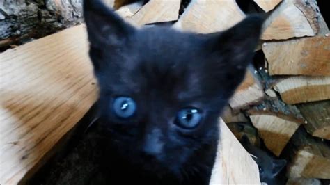 Black Cat Breeds With Blue Eyes Best Cat Cute Pictures