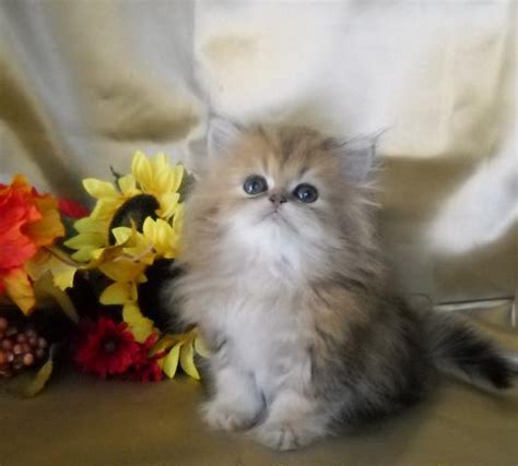 The 25 Best Teacup Kitten Ideas On Pinterest Teacup Cats Teacup