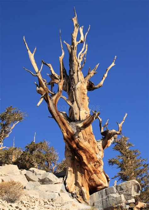 Great Basin Bristlecone Pine Tree Royalty Free Stock Photo Image
