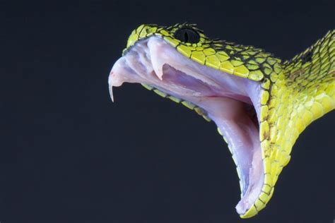Cobra Teeth