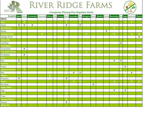Companion Planting Pest Repellant Herbs River Ridge Farms Click The