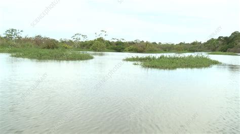 Amazon Rivers Flooding Rainforest Manaus Brazil Stock Video Clip