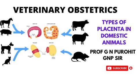 Placenta Types And Functions In Domestic Animals I Veterinary