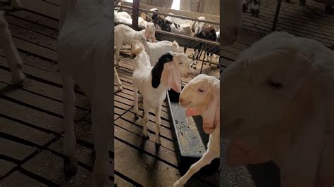 Zain Goat Farm Ki Bakriya Masha Allah Bakra Share Viral Goat