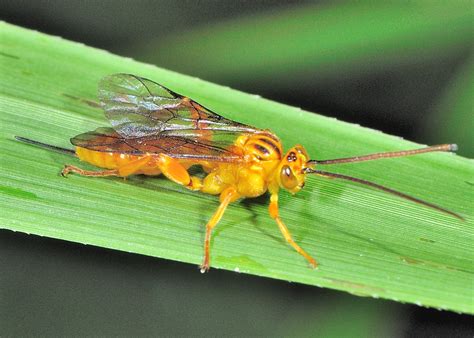 Yellow Ichneumon Wasp Xanthopimpla Sp