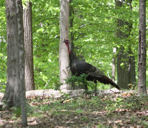 Maryland Biodiversity Project Wild Turkey Meleagris Gallopavo