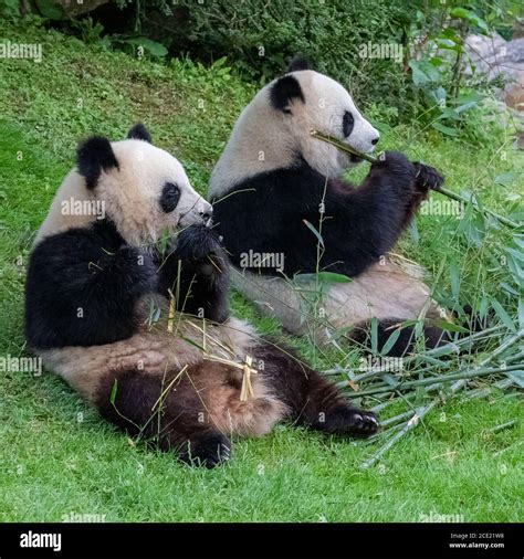 Giant Pandas Bear Pandas Baby Panda And His Mother Eating Bamboo