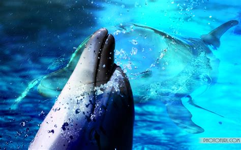🔥 48 Free Animated Dolphin Screensavers Wallpaper Wallpapersafari