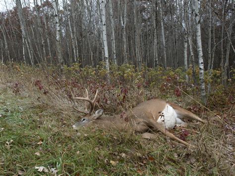 Deer Hunting In Minnesota Stock Photo Image Of Trophy 36708876