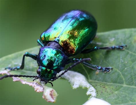 Dogbane Beetle Insect Art Projects Ohio Birds Iridescent