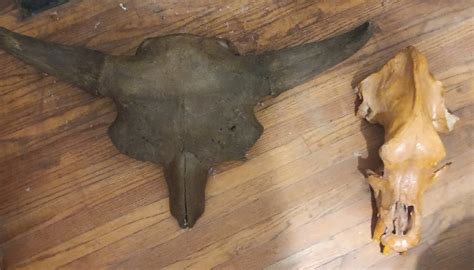 Bison Antiquus Fossil Skull For Sale 2