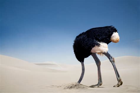 Head In The Sand Why Bidens Ostrich Strategy Is Working