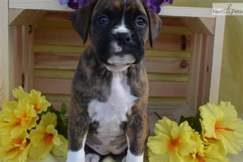We strive to raise great boxer puppies and find good homes where all our puppies will be raised with lots of love and care. Boxer puppy for sale near Columbus, Ohio. | eccc7fb8-7f01
