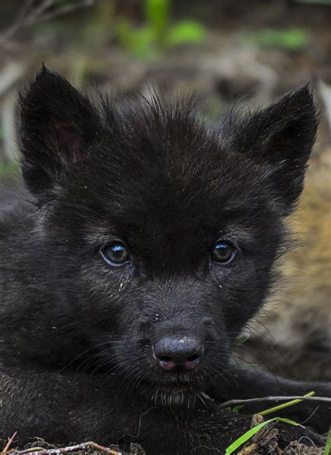 Pin By Brian Noneya On Dogs And Cats Wolf Pup Baby Wolves Wolf Pictures