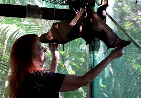 Regions Flying Foxes Impacted By Starvation Event Bundaberg Now