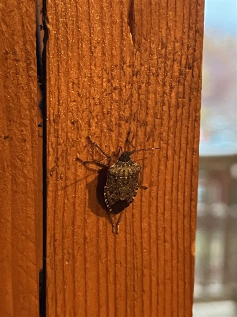 Luray, VA : r/whatisthisbug