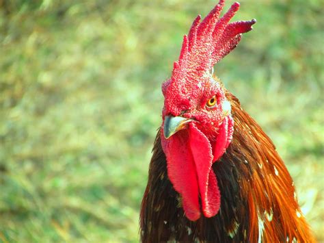 Rooster Cock Poultry Free Photo On Pixabay Pixabay