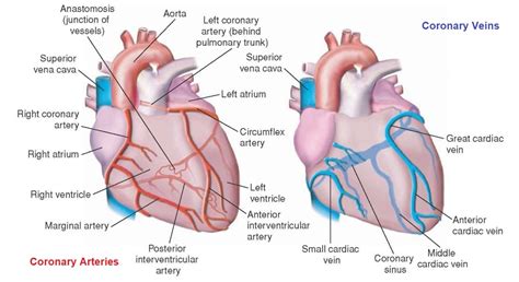 Arteries And Veins Of The Heart Diagram Quizlet