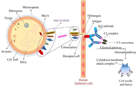 Staphylococcus Aureus Cell Components And Its Adhesion On Disrupted