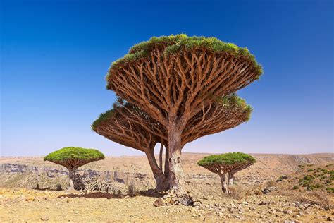 Yemens Socotra One Of The Most Out Of This World Places On Earth