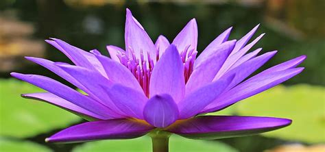 Purple Waterlily Selective Focus Photo Water Lily Nuphar Lutea