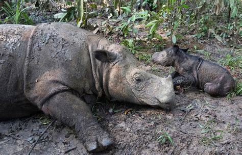Rare Sumatran Rhino Born In Indonesia The Washington Post