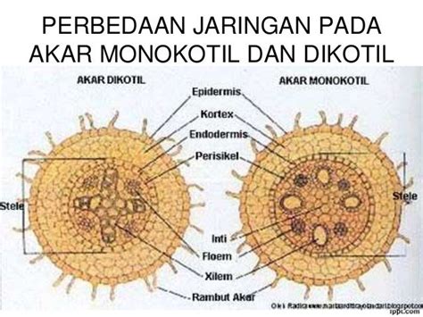 Struktur Dan Fungsi Jaringan Pada Akar Batang Dan Daun Tumbuhan Porn Sex Picture