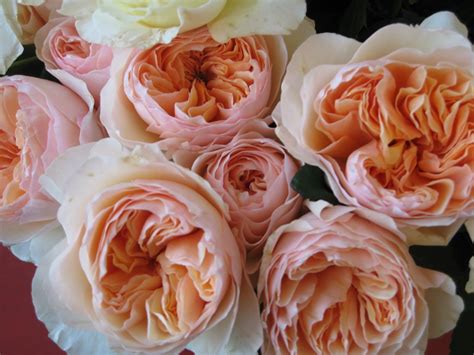 Down To Earth Flowers Gifts Garden Roses