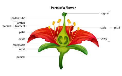 A stamen consists of an anther (which produces pollen) and a filament. Module 3 : What You Need To Know About Flowers and Plants ...