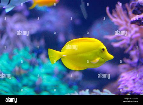 Saltwater Fish Hi Res Stock Photography And Images Alamy
