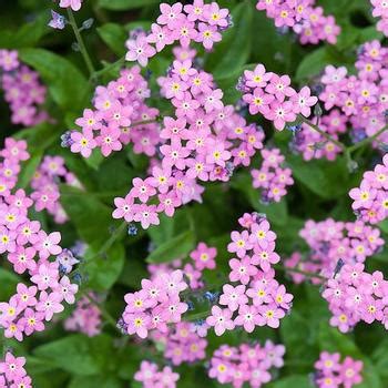 Myosotis Sylvatica Victoria Pink Forget Me Nots Garden Center Marketing