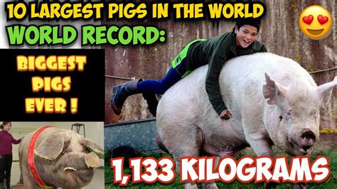 Omg Top 10 Largest Pigs In The World World Record Biggest Pigs Ever