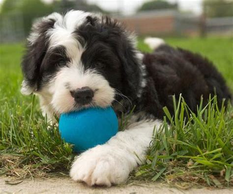 Discover the magic of the internet at imgur, a community powered entertainment destination. Rocco the Sheepdog Mix | Puppies | Daily Puppy