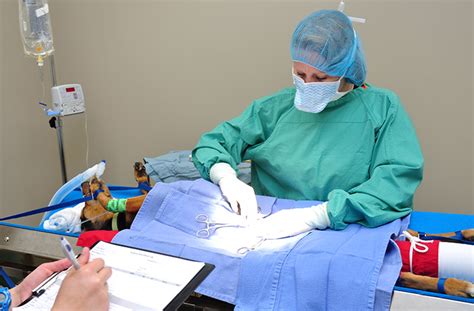 Veterinary Surgery In Virginia Beach Va Healing With Heart