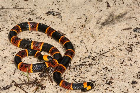 Florida Snakes Identification Guide With Pictures