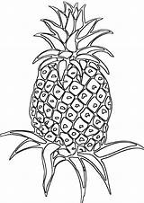 Pineapple Coloring Pineapple1 sketch template