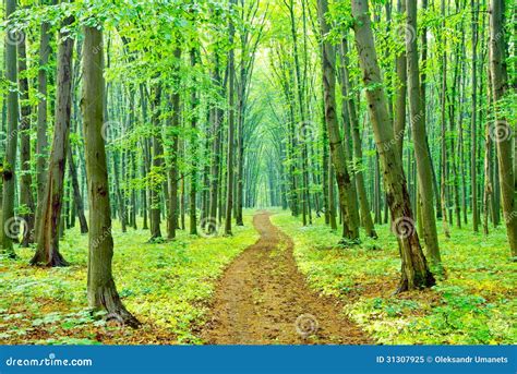A Summer Morning On A Footpath In The Forest Stock Image Image Of