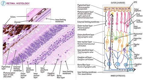 Anatomy And Physiology Retina Histology Ditki Medical And Biological