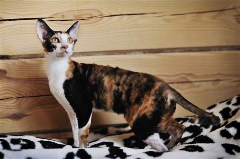 Devon Rex Cat Breed Profile Characteristics And Care